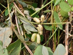 Pycnospora lutescens