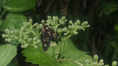Thyrassia