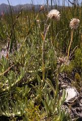 Syncarpha speciosissima angustifolia