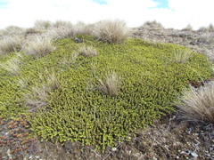 Veronica buchananii