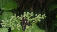Thyrassia
