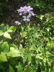 Cardamine bulbifera