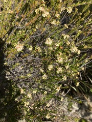 Micrantheum hexandrum