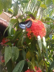 Papilio polymnestor