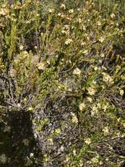 Micrantheum hexandrum