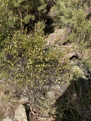 Micrantheum hexandrum