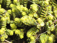 Veronica buchananii