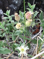 Silene williamsii