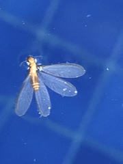 Kalotermitidae