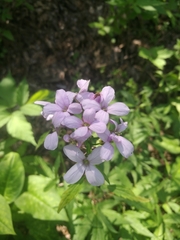 Cardamine bulbifera