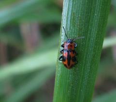 Ancylopus natalensis