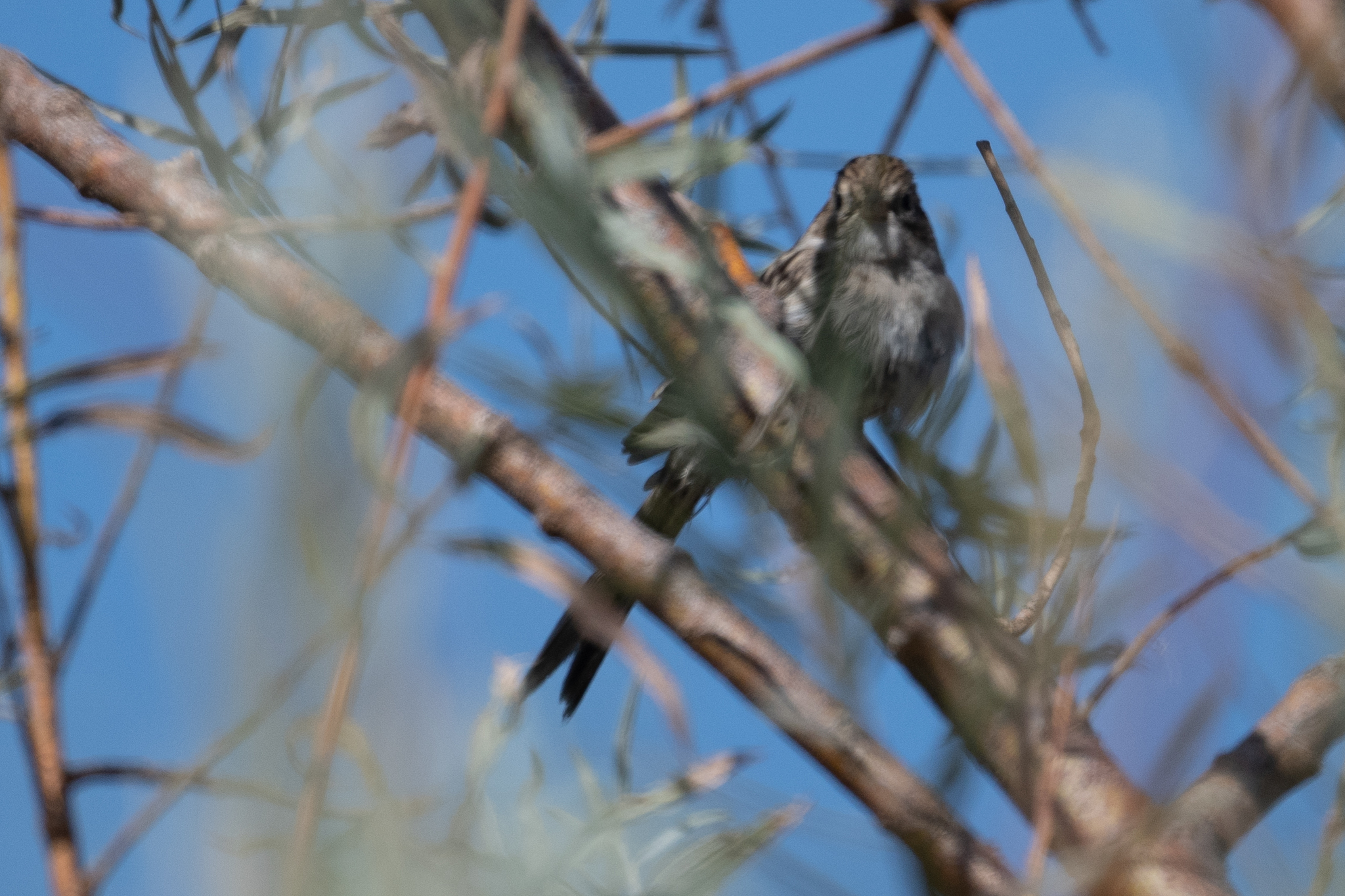 Brewer's Sparrow (Spizella breweri)