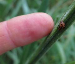 Ancylopus natalensis