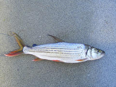 Hydrocynus vittatus