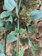 Rubia cordifolia