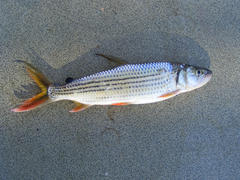 Hydrocynus vittatus