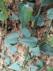 Rubia cordifolia