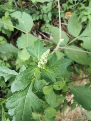 Artemisia lactiflora