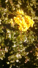 Berberis pinnata pinnata