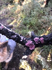 Byssomerulius psittacinus