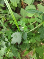Artemisia lactiflora