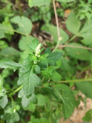 Artemisia lactiflora