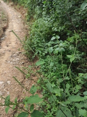 Achyranthes bidentata