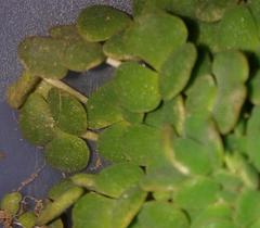 Oxalis inaequalis