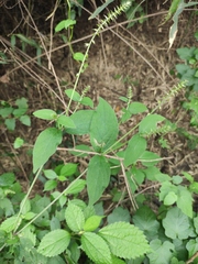 Achyranthes bidentata