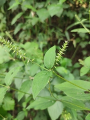 Achyranthes bidentata