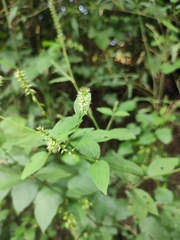 Achyranthes bidentata