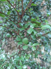 Syzygium buxifolium