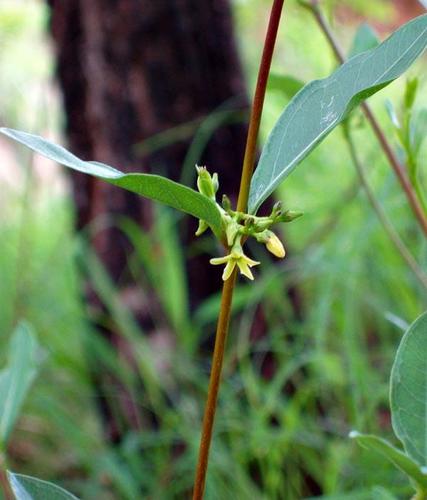 Cryptolepis oblongifolia image