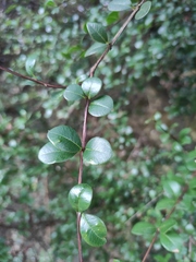Syzygium buxifolium