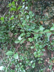 Syzygium buxifolium