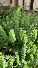 Wikstroemia uva-ursi