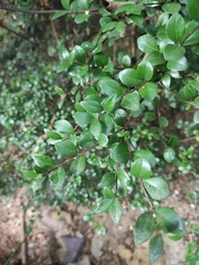 Syzygium buxifolium