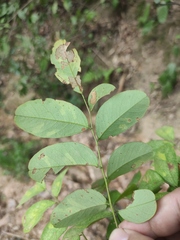 Dalbergia hupeana