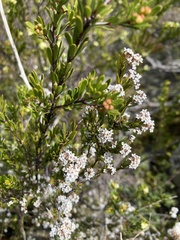 Leucopogon collinus