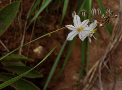 Chlorophytum cooperi