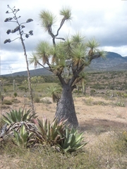 Beaucarnea