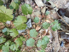 Hydrocotyle batrachium