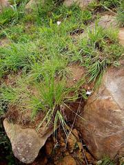 Chlorophytum cooperi