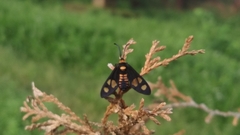 Thyrassia