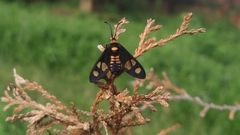 Thyrassia