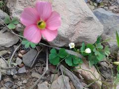Oxalis imbricata violacea