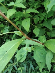 Persicaria pubescens