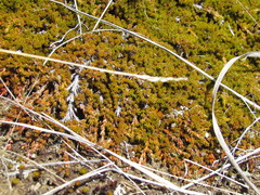 Dracophyllum muscoides