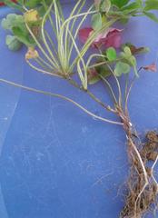 Oxalis imbricata violacea