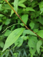 Persicaria pubescens
